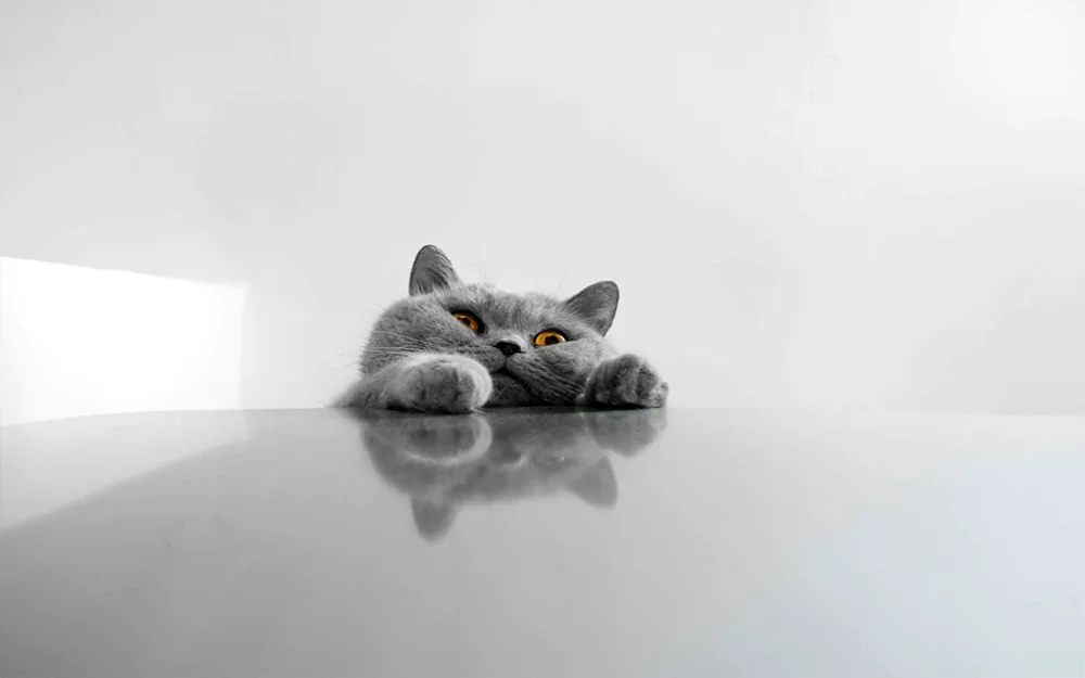 Cat on blue background