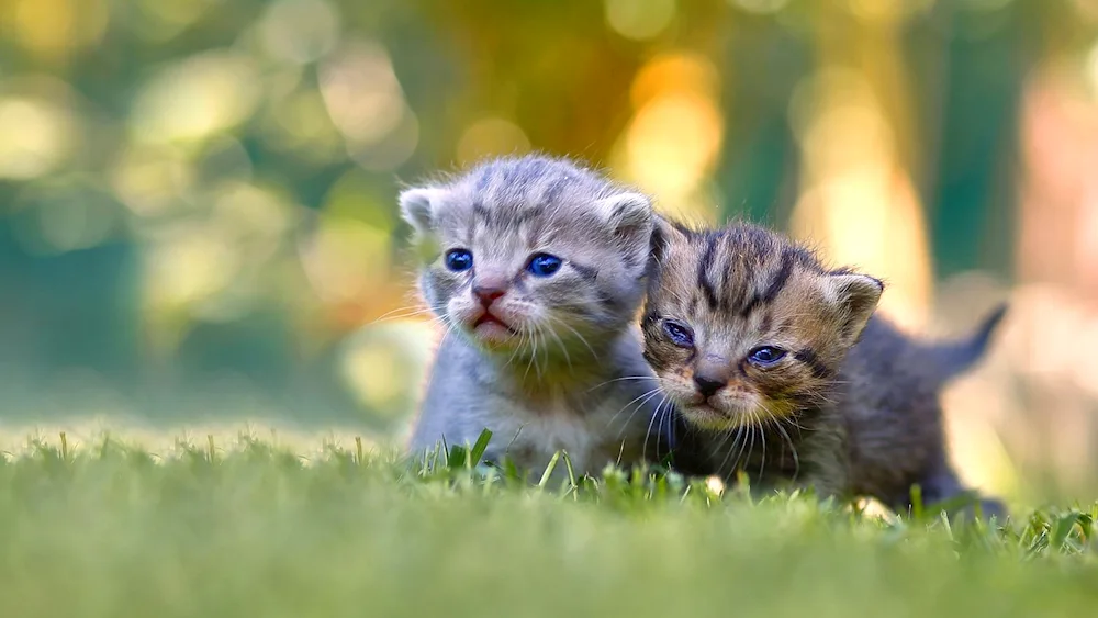 Pictures of kittens