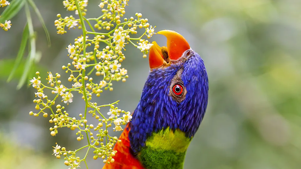 Wallpaper with parrots