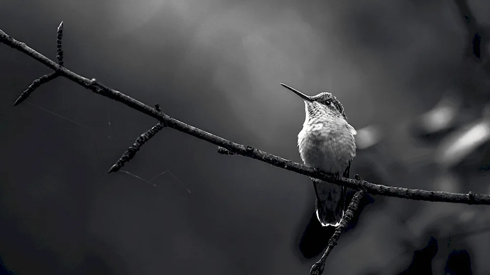 Long-tailed tit