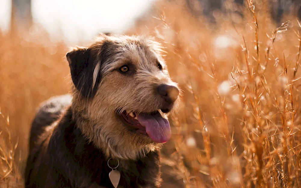 Lowland Sheepdog