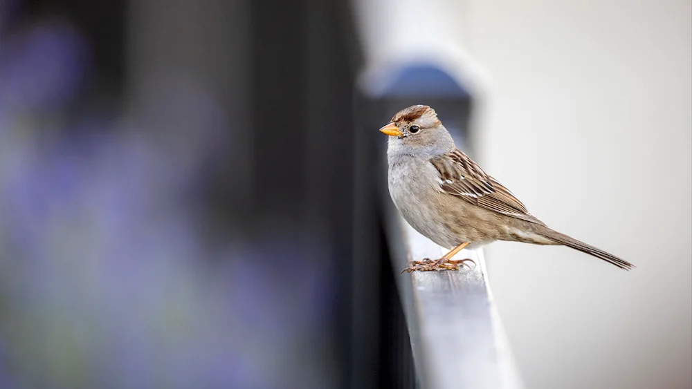 Wallpaper with sparrows for the room