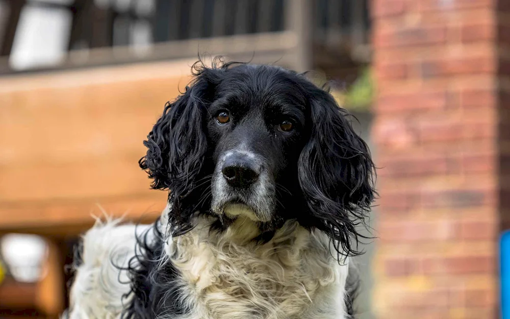 Russian spaniel