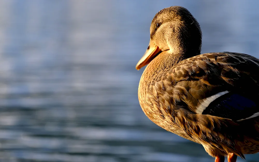 Black white-breasted mallard