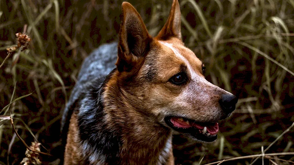 Dog shepherd German shepherd dog