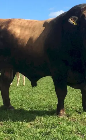 Aberdeen-Angus cattle