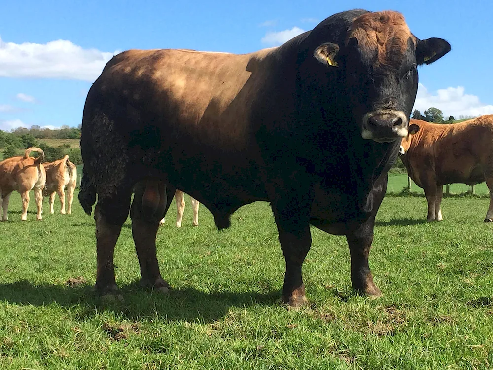 Aberdeen-Angus cattle