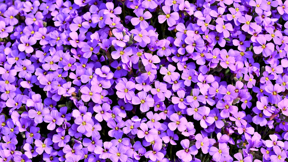 Obreeze aubretia