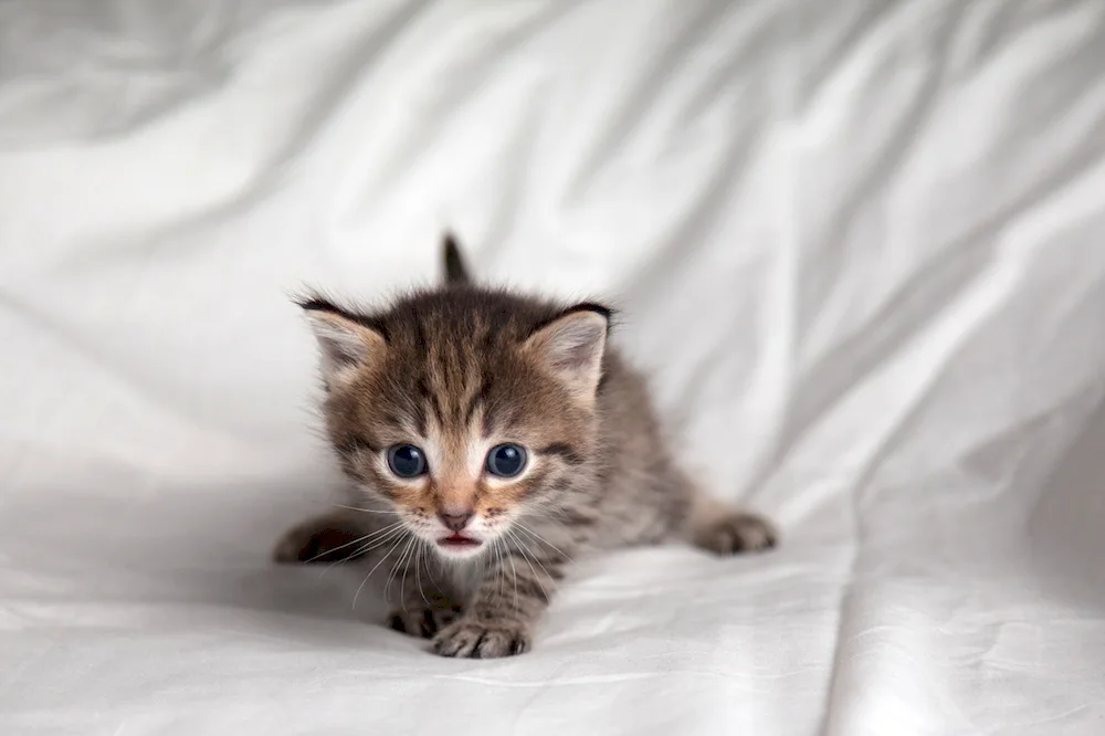 Newborn kittens