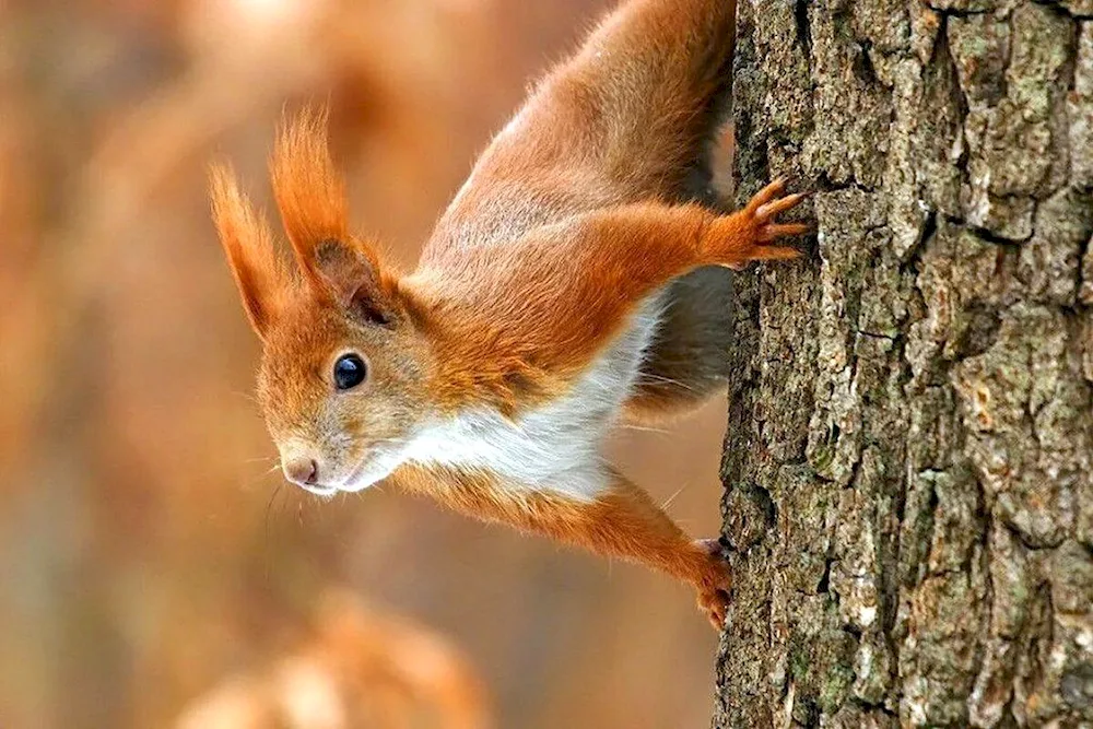 Common squirrel