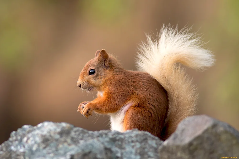 Common squirrel