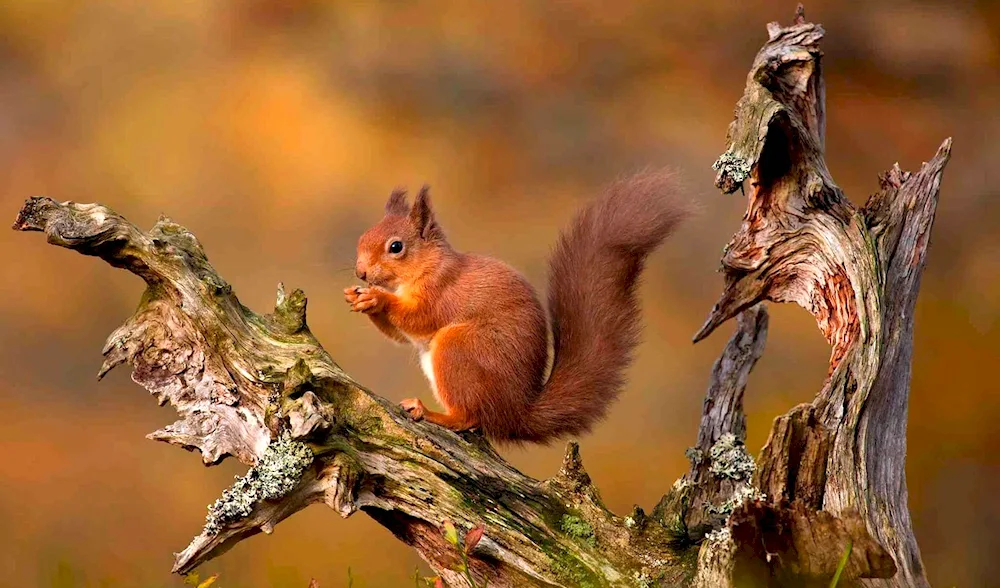 Common squirrel