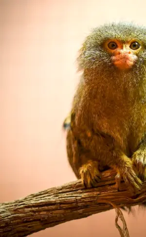 Common White-eared Toy