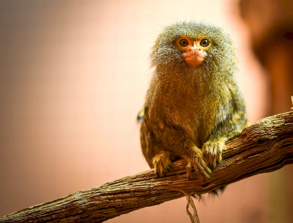 Common White-eared Toy