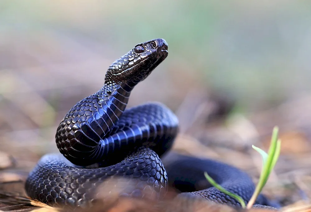 Black-headed viper