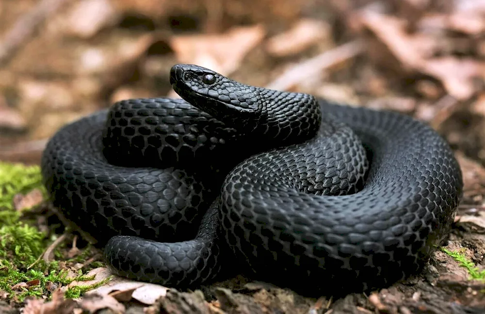 Black Aspid snake