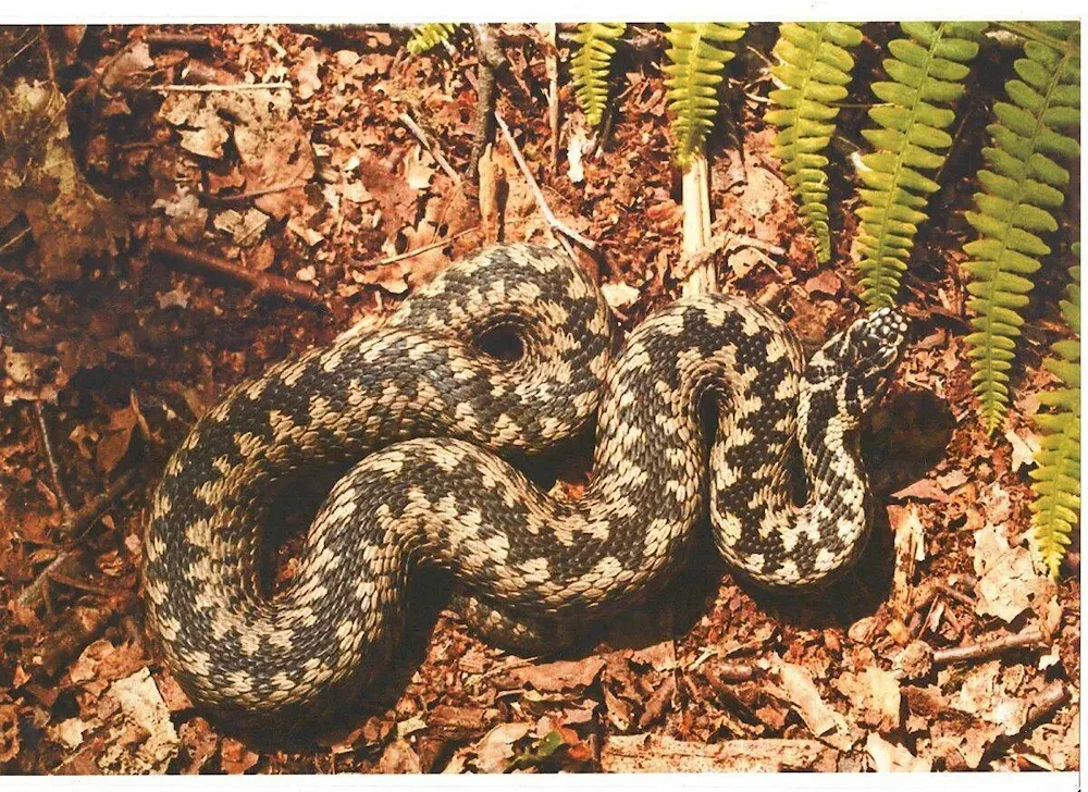 Common viper - Vipera berus Linnaeus Linnaeus Linnaeus Linnaeus Linnaeus Linnaeus Linnaeus Linnaeus Linnaeus Linnaeus Linnaeus Linnaeus Linnaeus. Vipera berus Linnaeus 1758