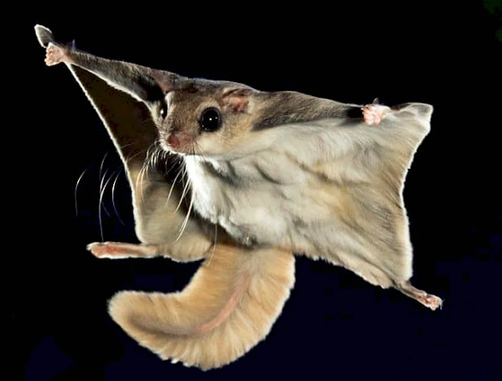 Flying squirrel