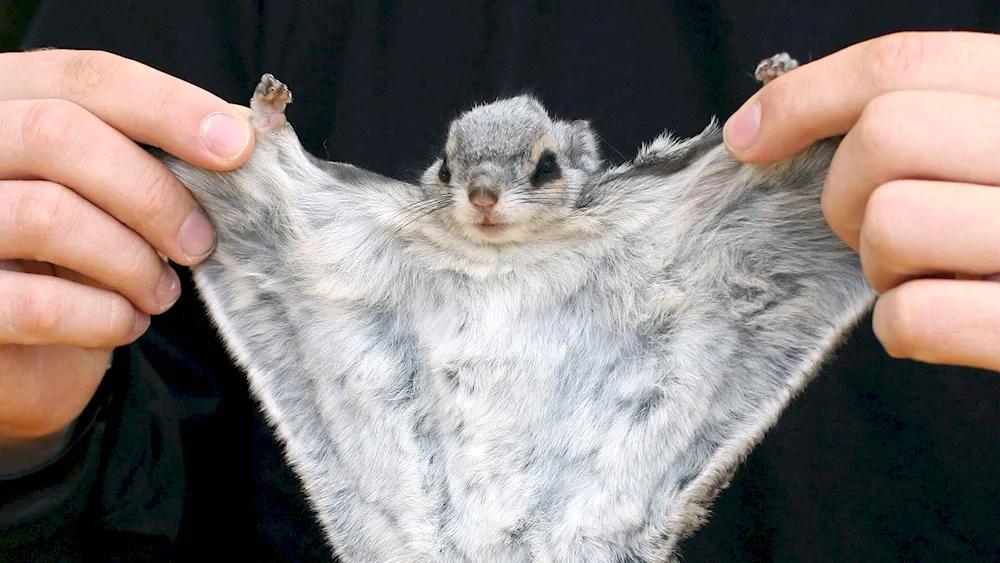 Common flying squirrel