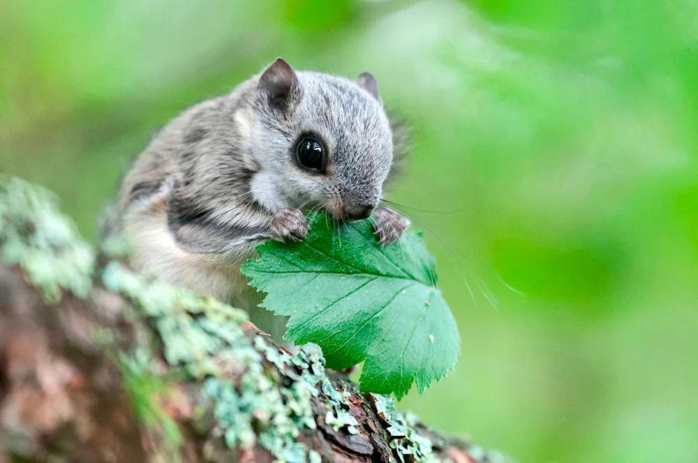 Common Fledgling