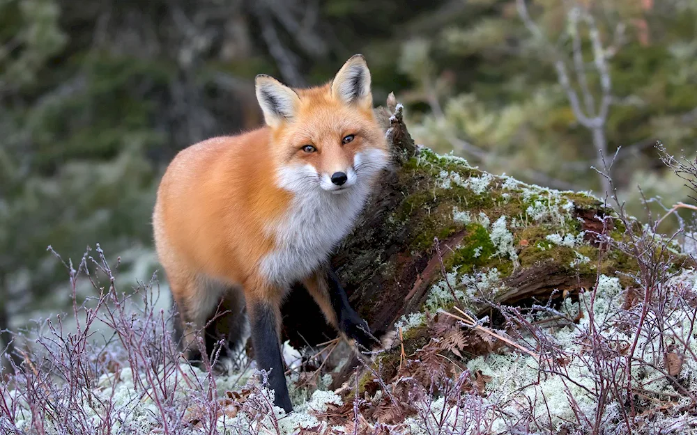 Ordinary red fox red fox