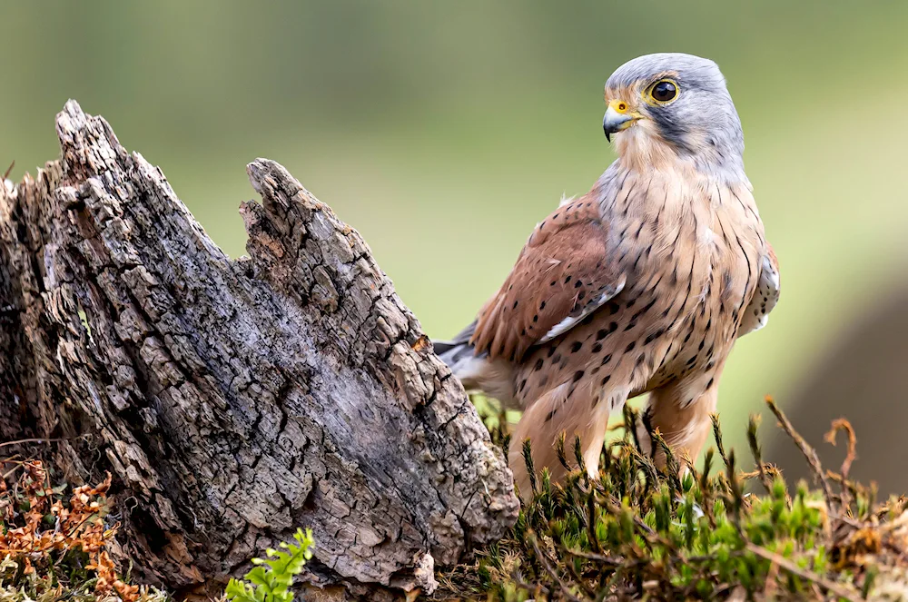Common Kestrel