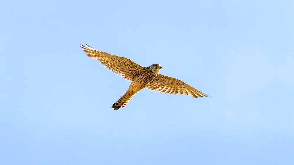Common Kestrel Kestrel bird of prey