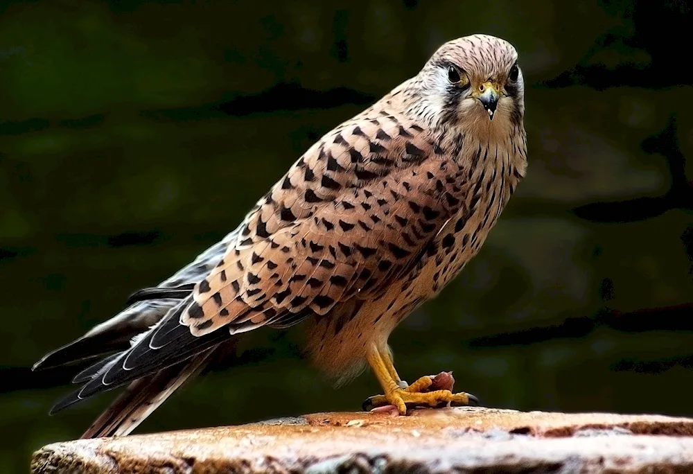 Common Kestrel bird
