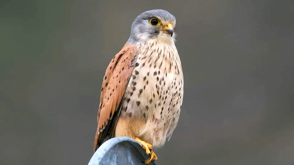 Common Kestrel Stepnaya
