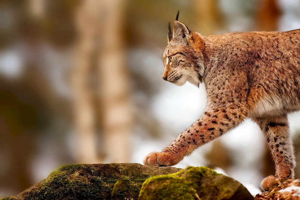 European Forest Cat Reedbuck