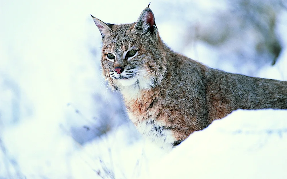 Common Lynx