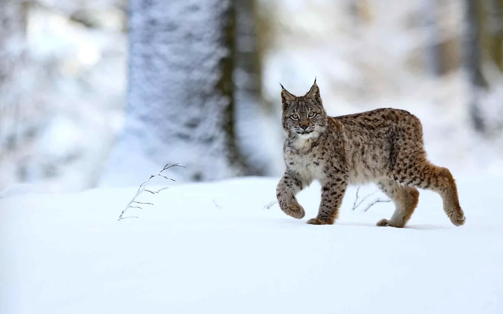 Ordinary Lynx