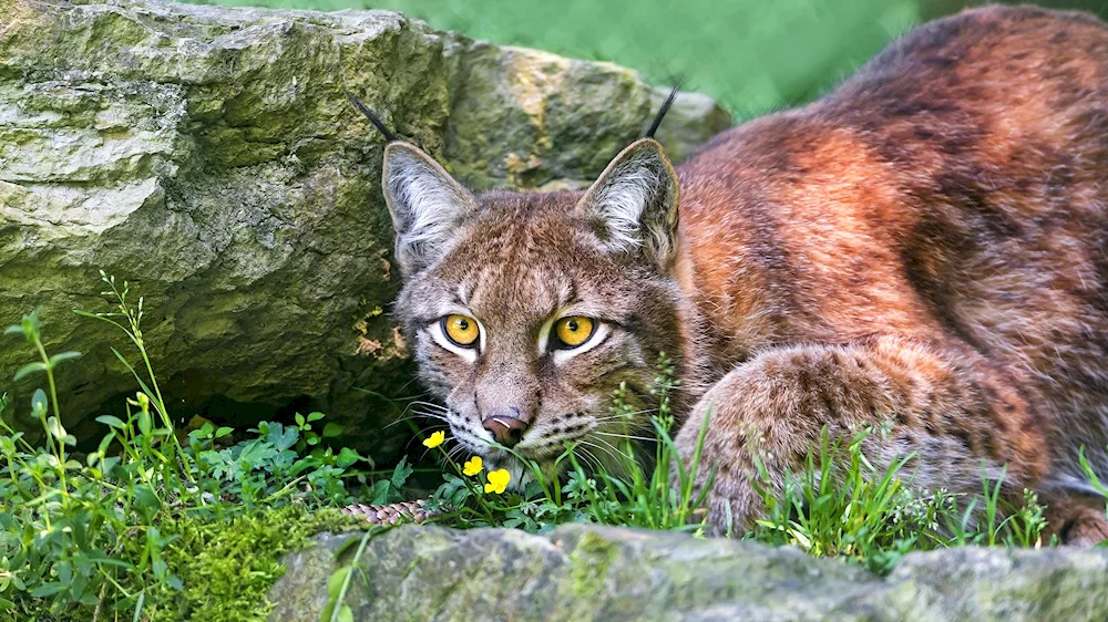 Lynx lynx