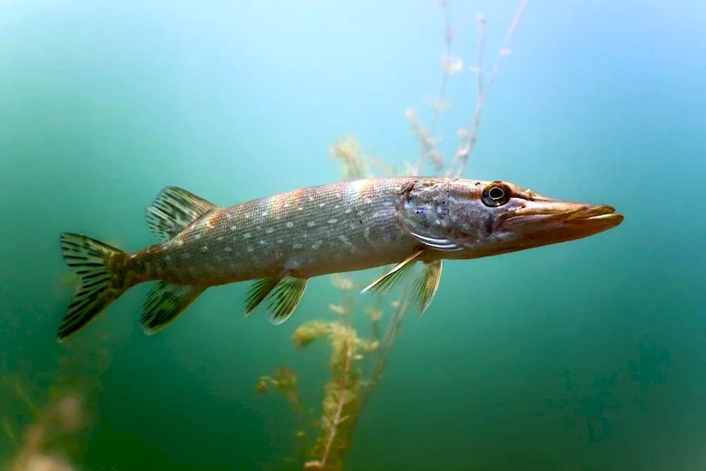 Spinning pike fishing