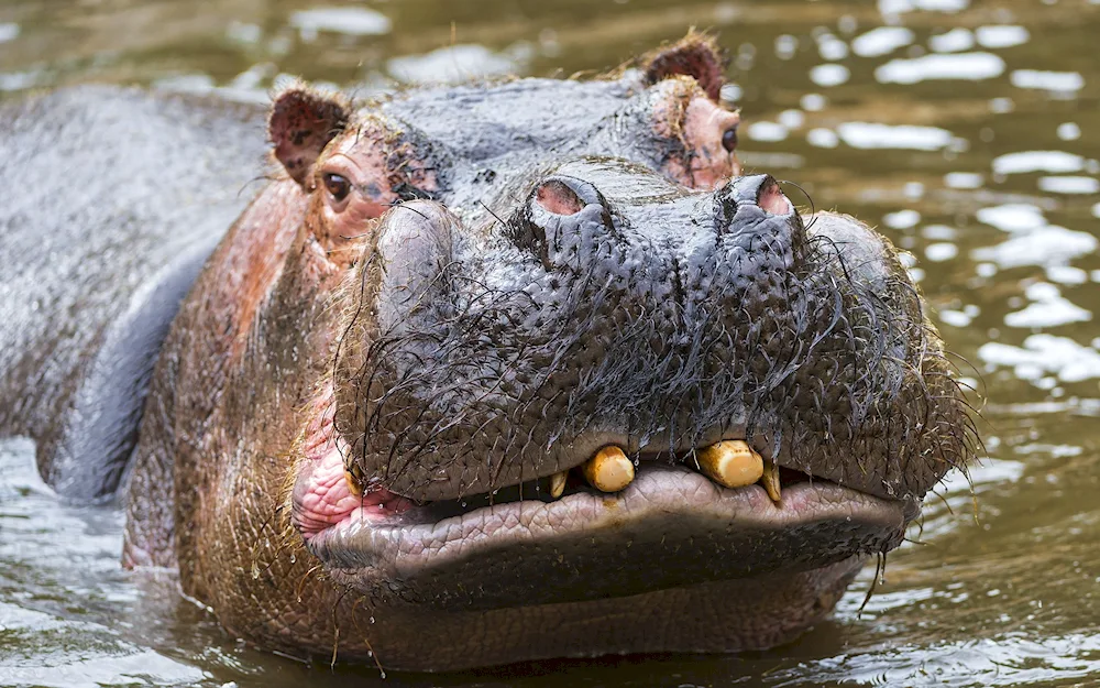 Common Hippopotamus of Africa