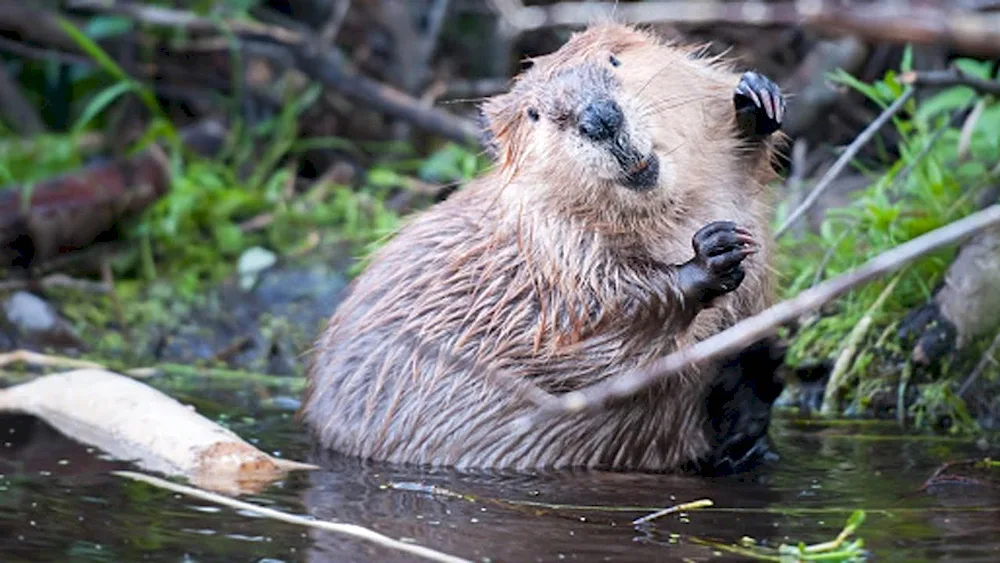 West Siberian River Beaver