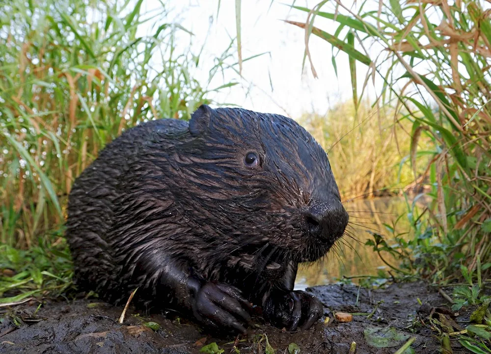 River Beaver