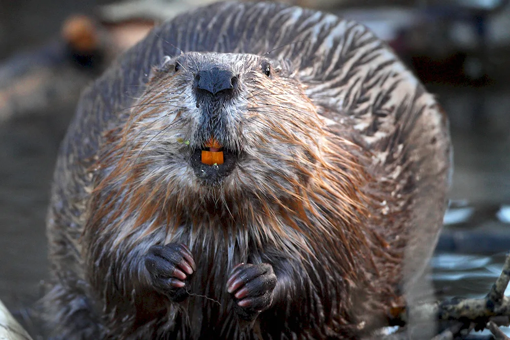 Common Beaver