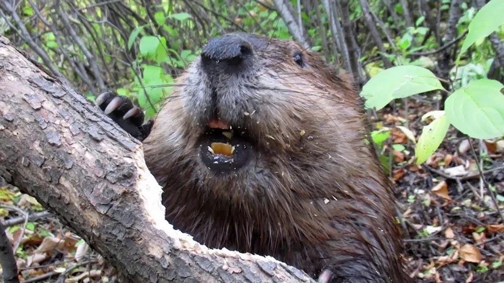 Canadian Beaver Castor canadensis