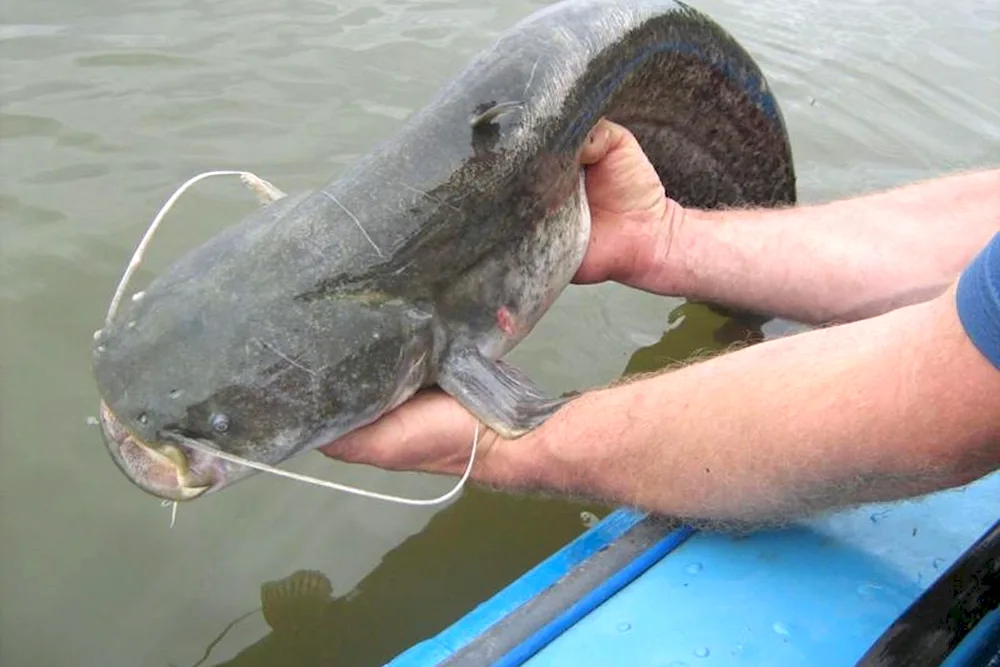 Catfish fish