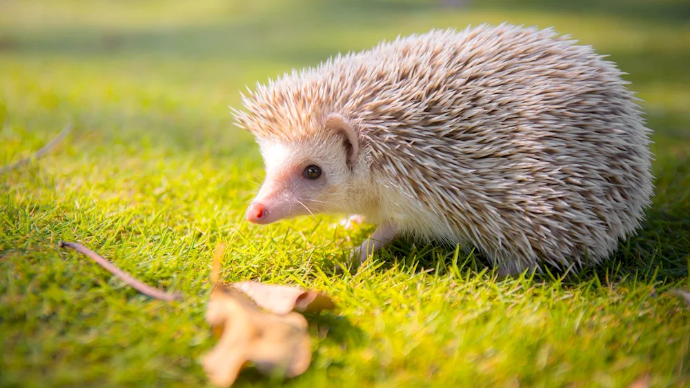 Common hedgehog