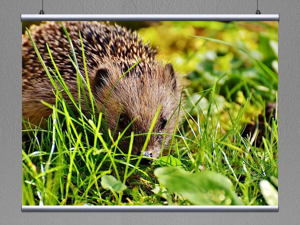 Hedgehog for kids