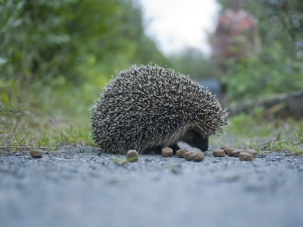 Common hedgehog