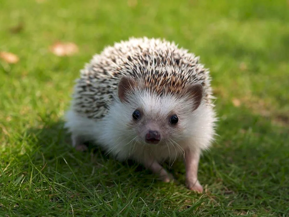Bald Nelson's hedgehog
