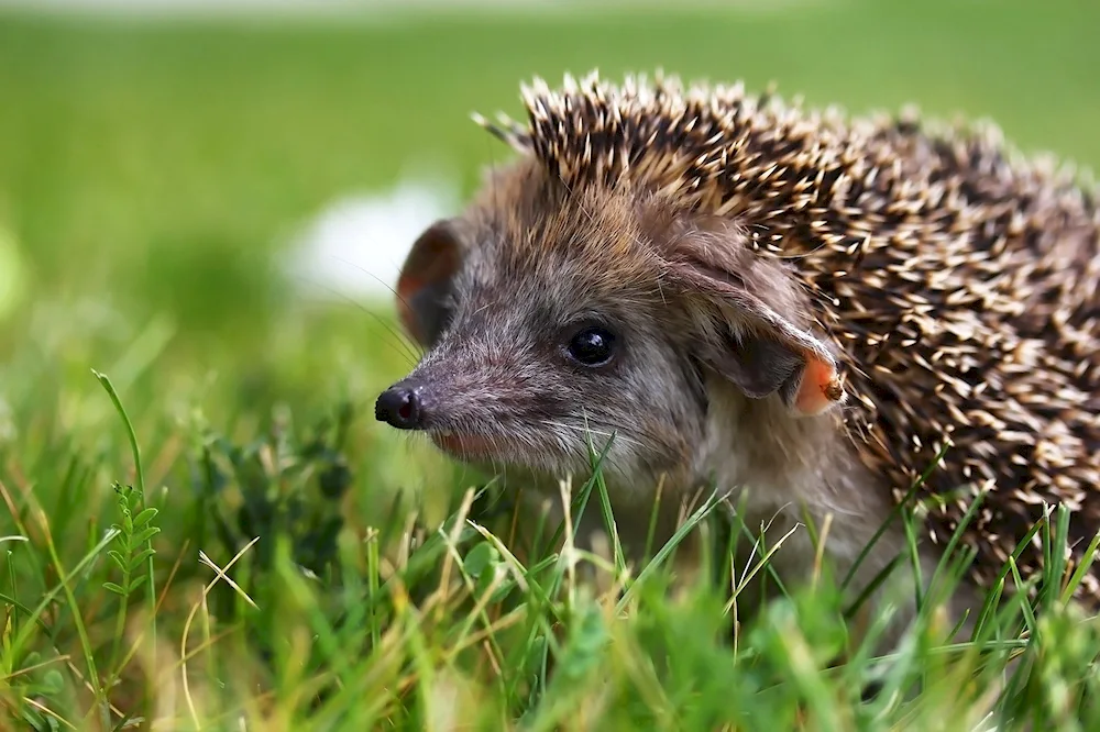 Indochinese hedgehog