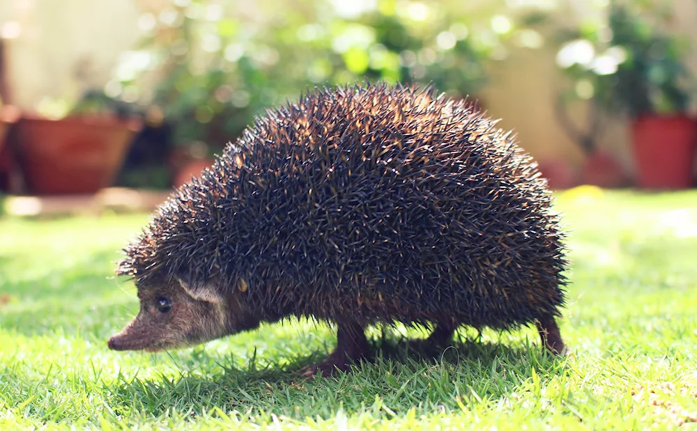 Big hedgehog