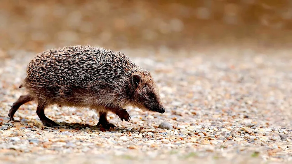 Nora hedgehog in the wild
