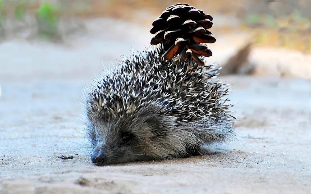 Dwarf hedgehog