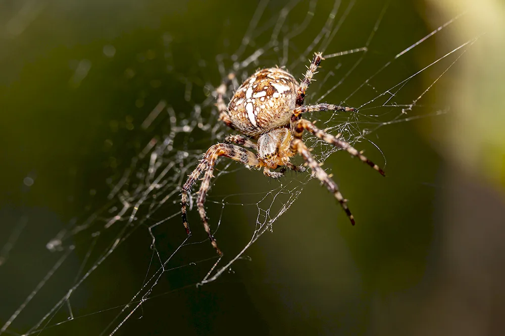 Caracourt spider's spider web Araneus diadematus