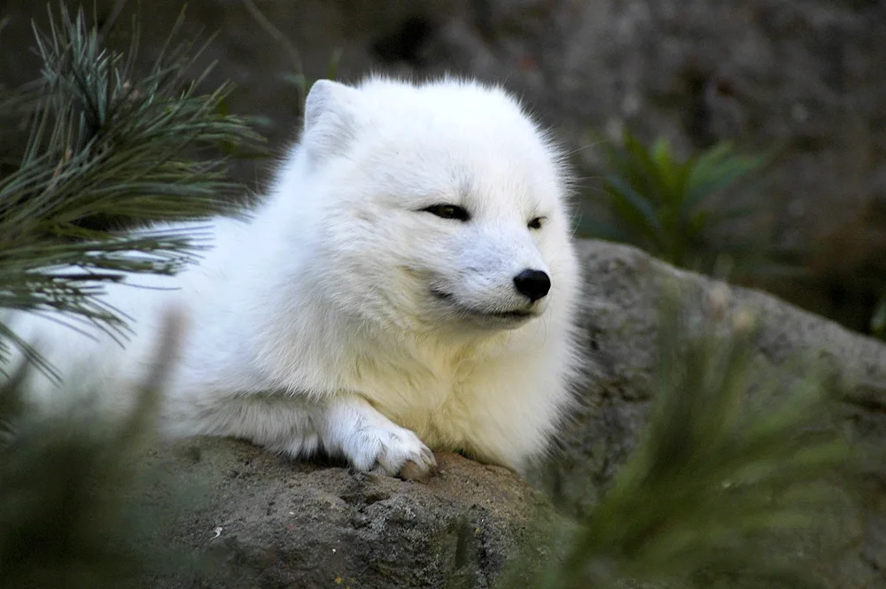 Polar fox